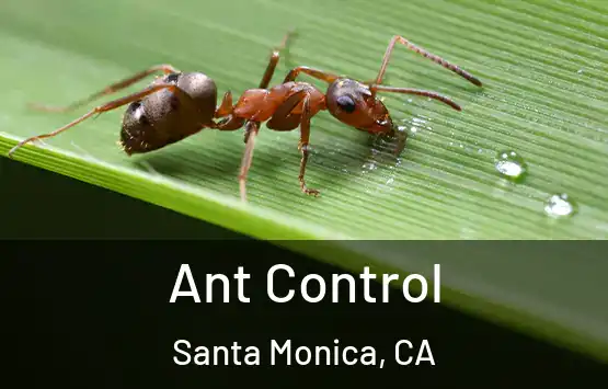  Ant Control Santa Monica, CA