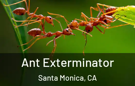  Ant Exterminator Santa Monica, CA