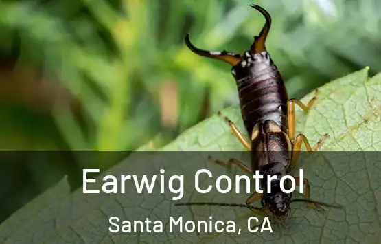  Earwig Control Santa Monica, CA