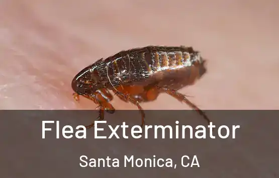  Flea Exterminator Santa Monica, CA