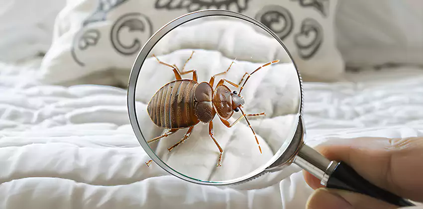 bed-bug-pest-control in Santa Monica, CA