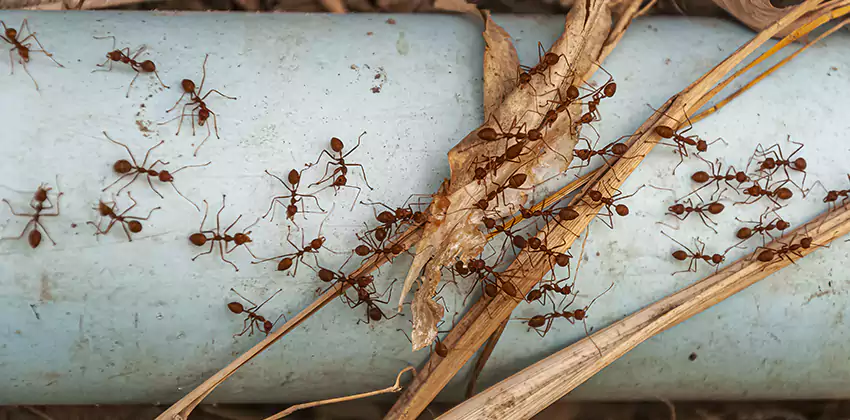 Fire Ant Extermination in Yards, Parks, and Outdoor Spaces Santa Monica, CA