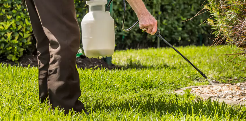 Grub Treatment for Bedrooms Santa Monica, CA