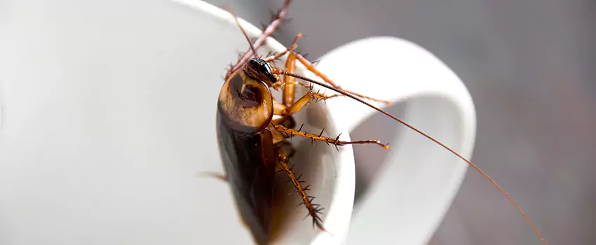 cockroach-treatment in Santa Monica, CA