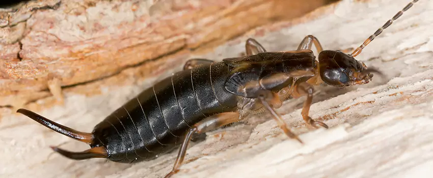 earwig-control in Santa Monica, CA