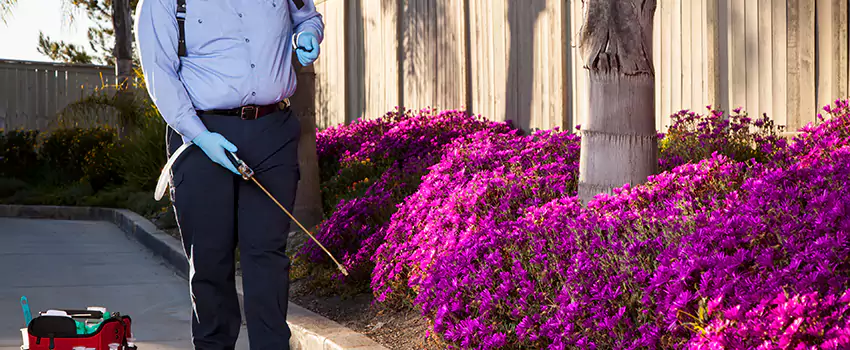 grub-treatment in Santa Monica, CA