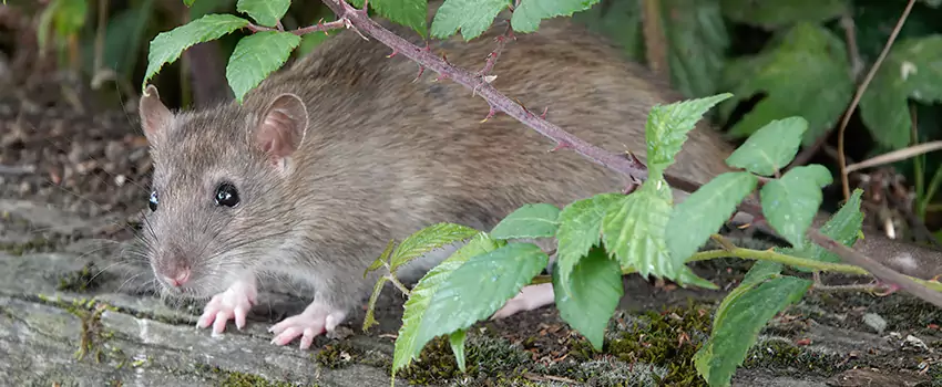 mice-control in Santa Monica, CA