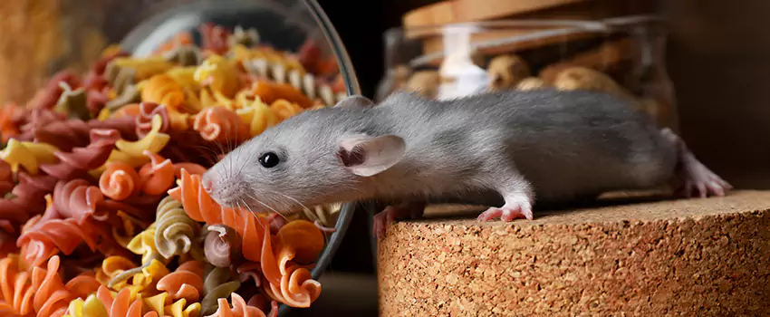 mouse-exterminator in Santa Monica, CA