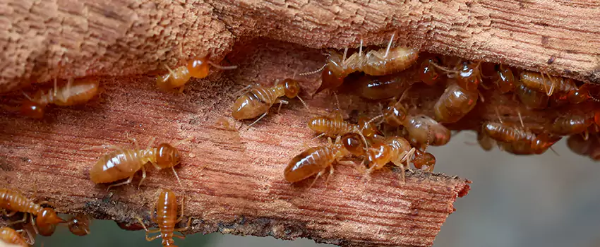 termite-treatment in Santa Monica, CA