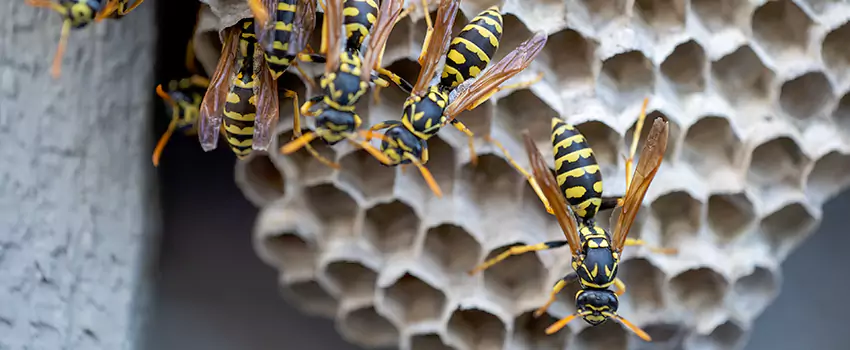 wasp-pest-control in Santa Monica, CA