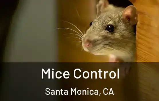  Mice Control Santa Monica, CA