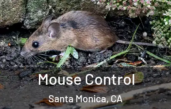  Mouse Control Santa Monica, CA