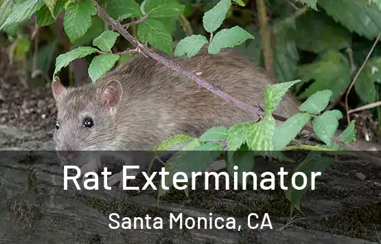  Rat Exterminator Santa Monica, CA