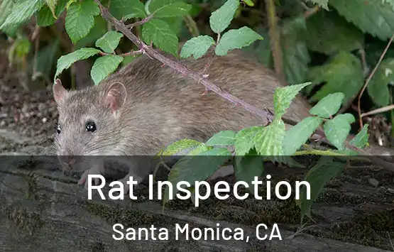 Rat Inspection Santa Monica, CA