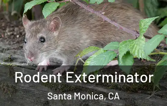  Rodent Exterminator Santa Monica, CA