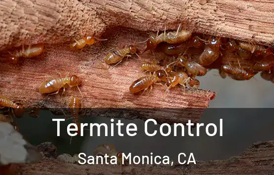  Termite Control Santa Monica, CA