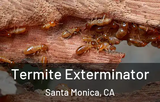  Termite Exterminator Santa Monica, CA