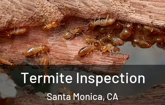  Termite Inspection Santa Monica, CA
