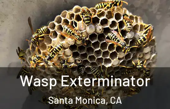  Wasp Exterminator Santa Monica, CA