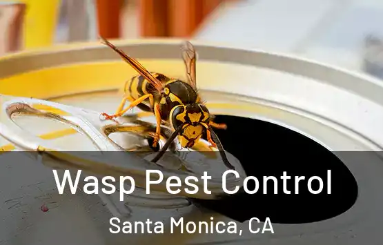  Wasp Pest Control Santa Monica, CA