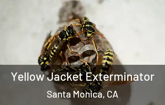  Yellow Jacket Exterminator Santa Monica, CA